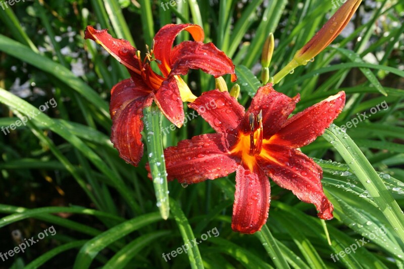 Hemerocallus Daylily Perennial Garden Plant Free Photos