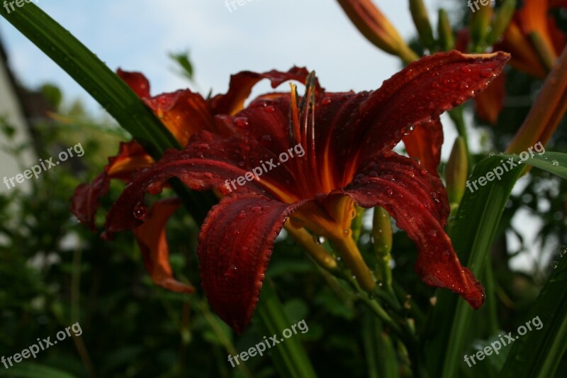 Hemerocallus Daylily Perennial Garden Plant Free Photos