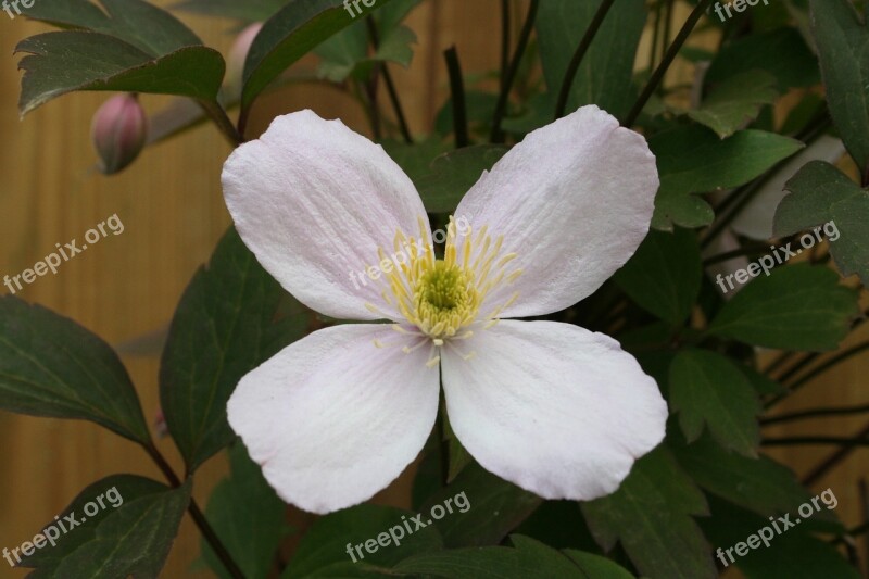 Clematis Creeper Perennial Pergola Plant Garden Plant