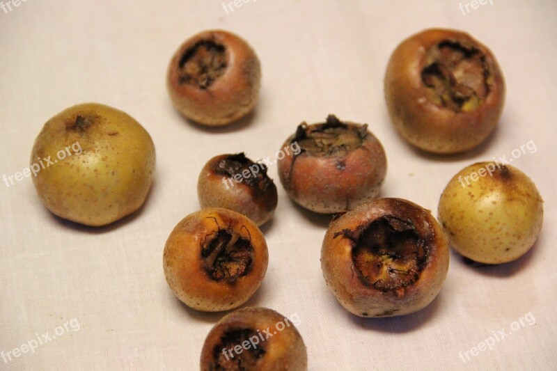 Medlar Mespilus Germanica Fruit Roses Crop