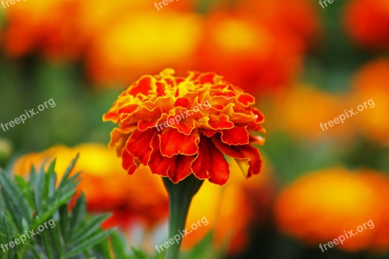 Flower Orange Harpsichord Free Photos