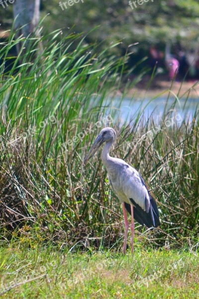 Crane Gray Crane Tall Crane Big Crane Bird