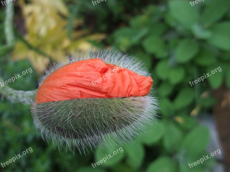 Klatschmohn Poppy Bud Breaking Up Bud Free Photos