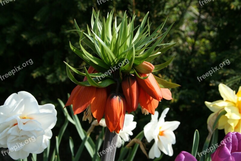 Aria Frittil Imperialis Imperial Crown Root Vegetable Garden Plant Free Photos