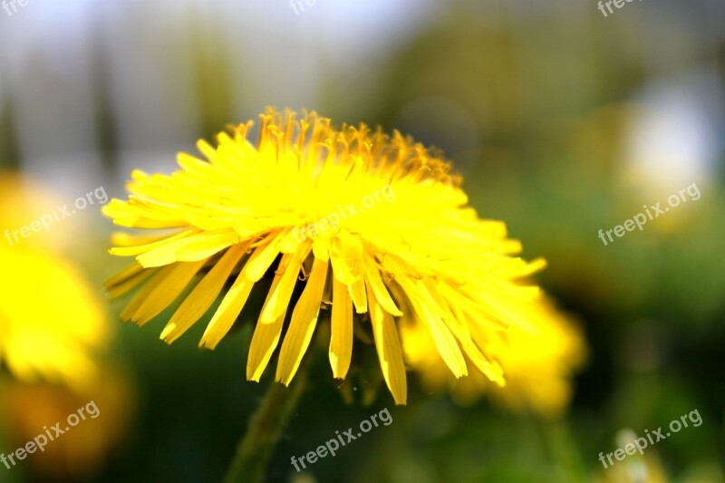 Dandelion Macro Blossom Bloom Flowers