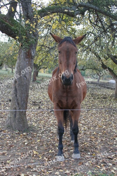 Ride Horse Tree Portrait Brown