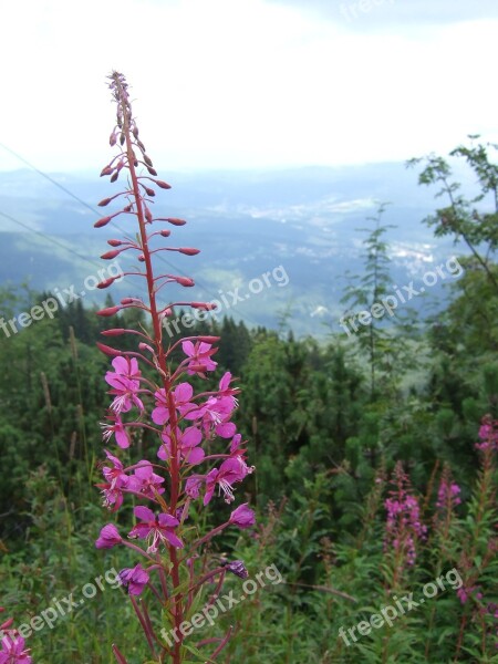 Epilobium Bavarian Forest Plant Purple Violet