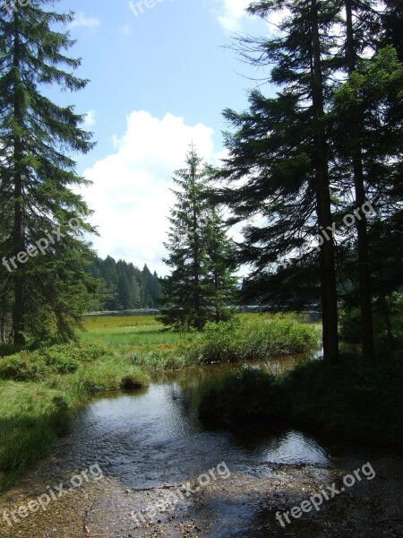 Bavarian Forest Trees Nature Hiking