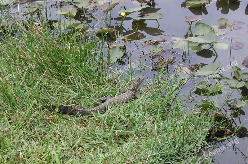 Florida Alligator Swamp Reptile Gator