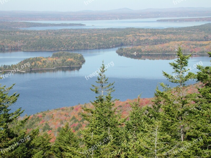 New England Trees Forest Pine Trees Woods