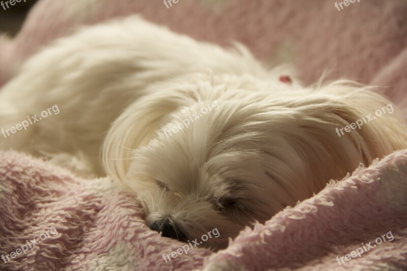 Dog Pet Animal Maltese Sleep