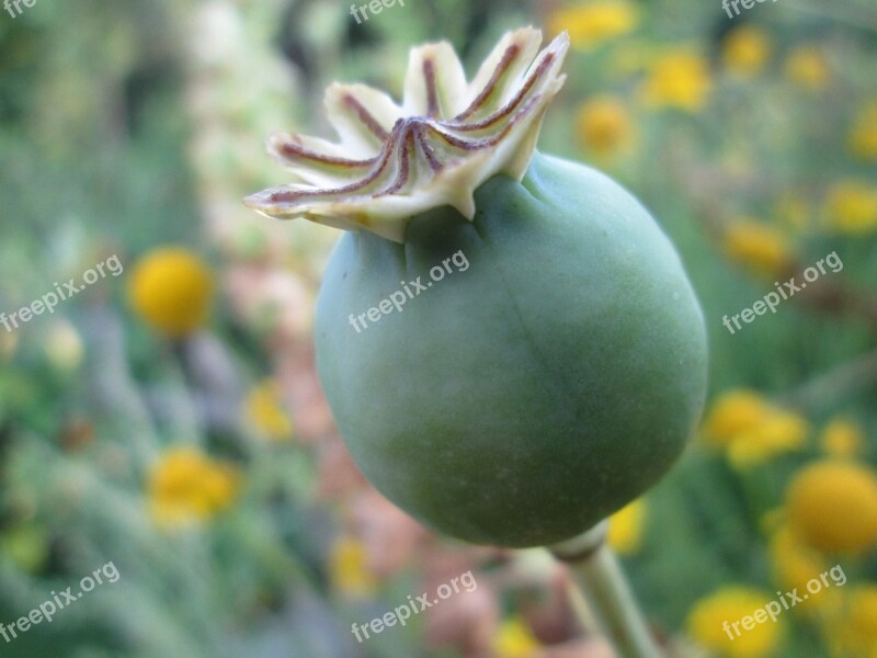 Poppy Capsule Nature Wildflowers Mohngewaechs