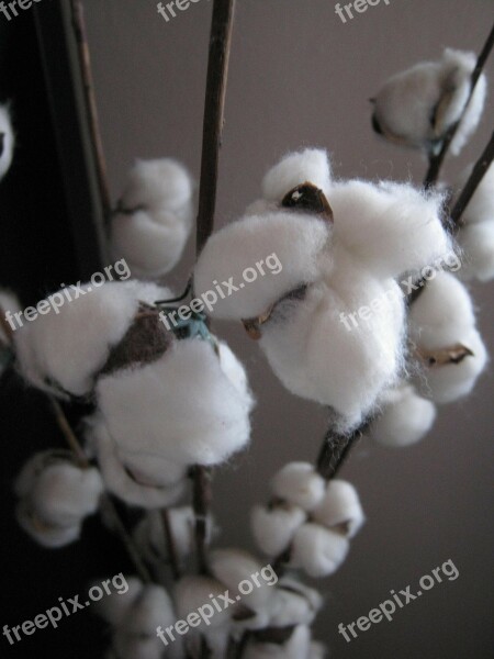 Cotton Plant White Woolly Free Photos