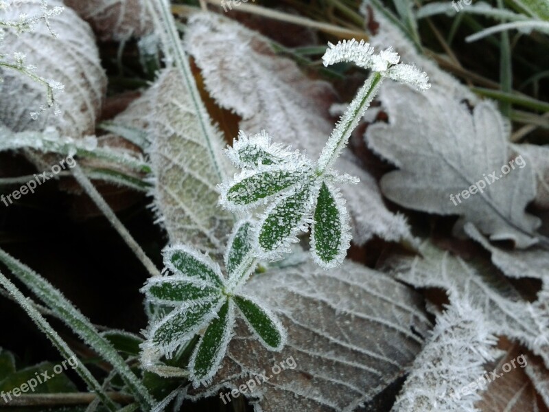 Frost Hoarfrost Cold Winter Frozen