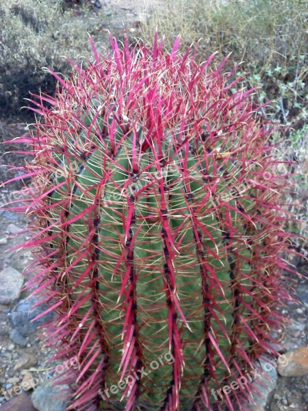 Cactus Arizona Landscape Nature Barrel Cactus