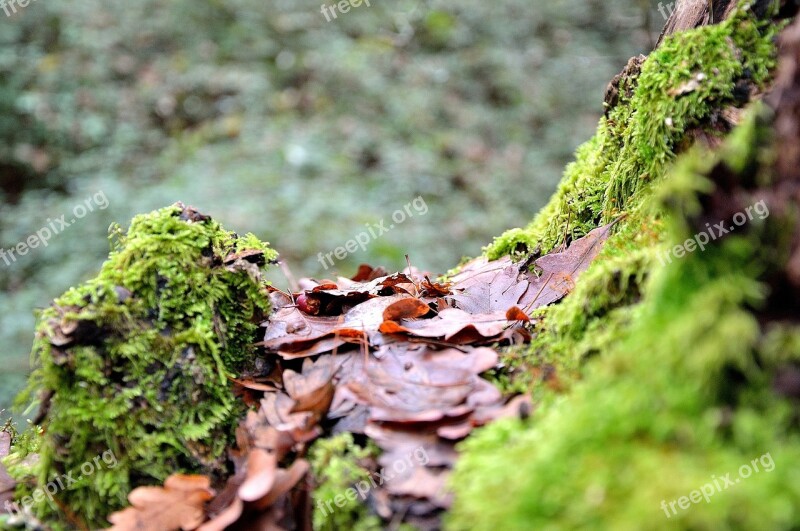 Trunk Tree Trunk Forest Green Moss