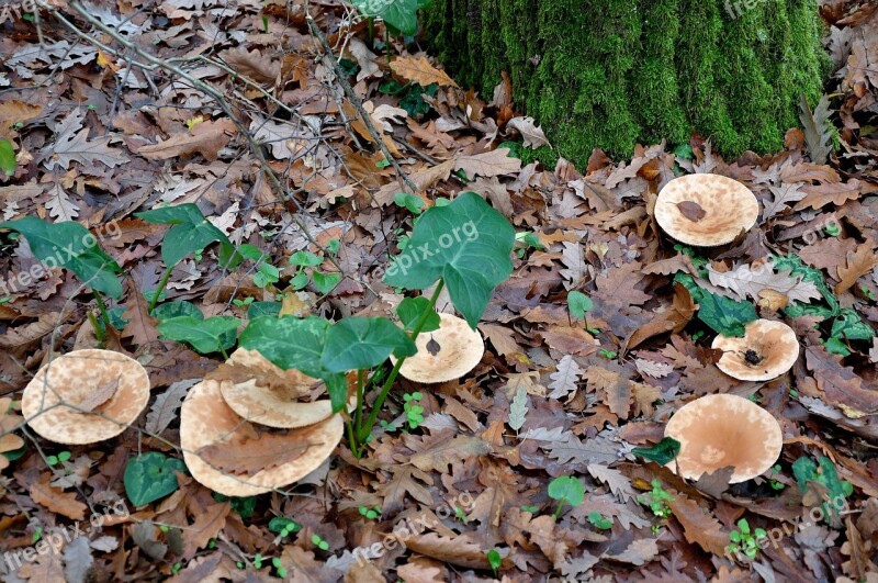 Fungus Forest Nature Autumn Woods Leaves