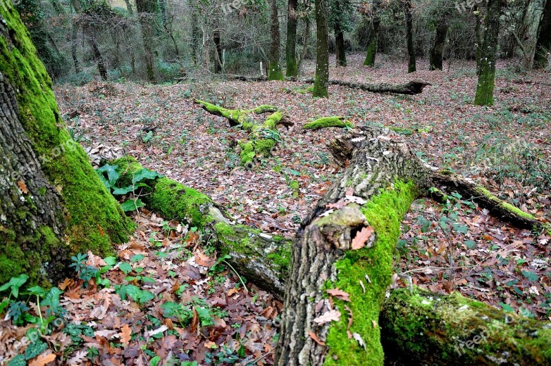 Forest Leaves Trees Dried Leaves Autumn