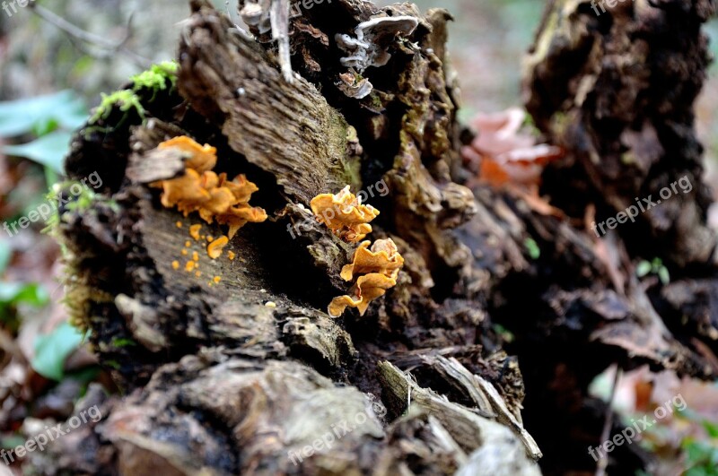 Trunk Mushrooms Tree Trunk Bark Forest