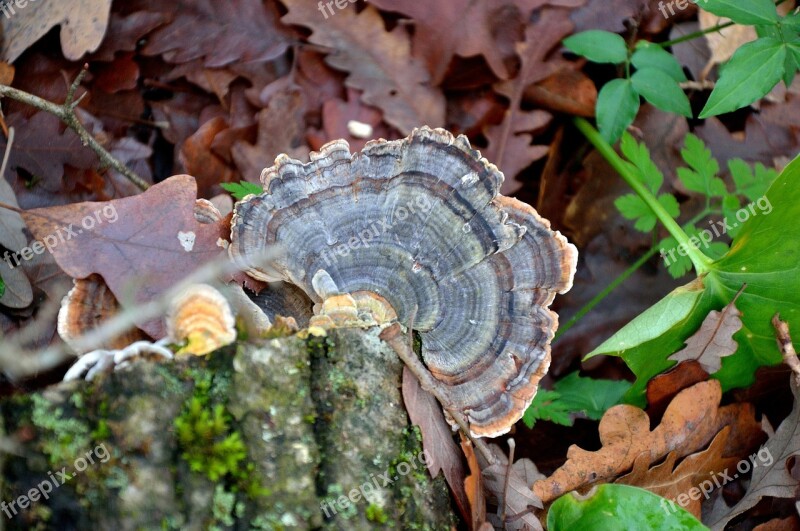 Fungus Forest Nature Autumn Woods Leaves