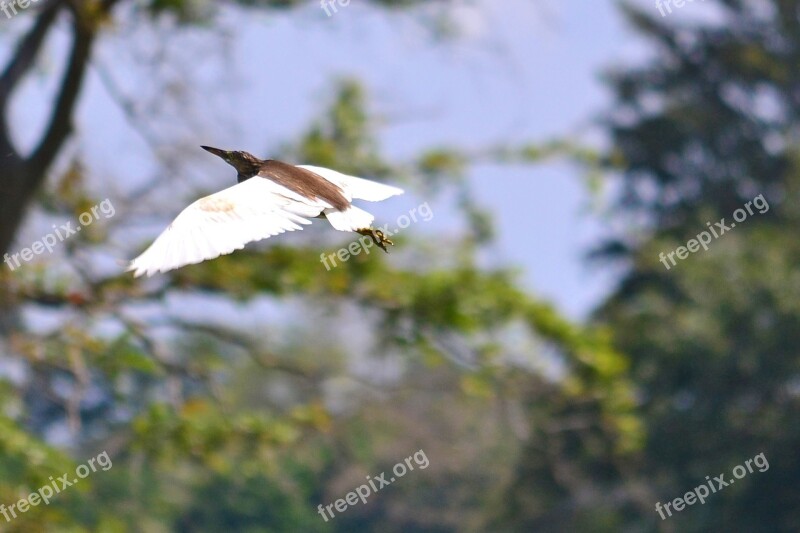 Crane Flying Wings Bird Wildlife