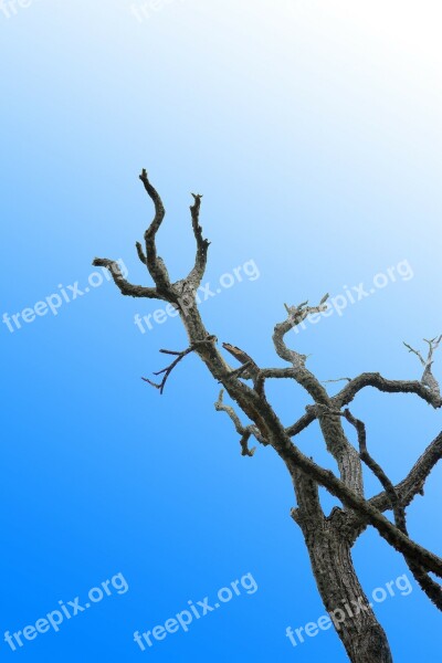 Lonely Tree Dried Branch Blue Sky Clear Sky Tree