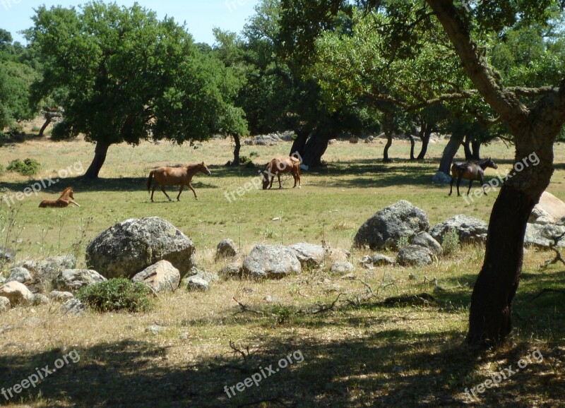 Paddock Coupling Horses Free Photos