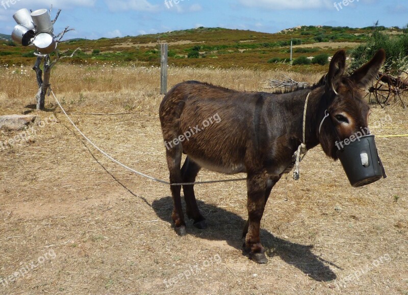 Animal Donkey Italy Rural Bauer