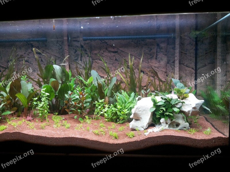 Aquarium Aquatic Plants Terrarium Free Photos