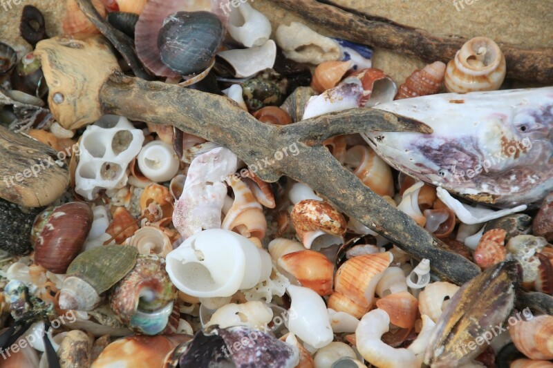 Mussels Shell Snail Shell Snail Close Up