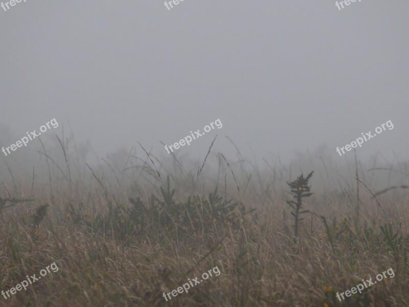 Lande Brittany Winter Mist Broom