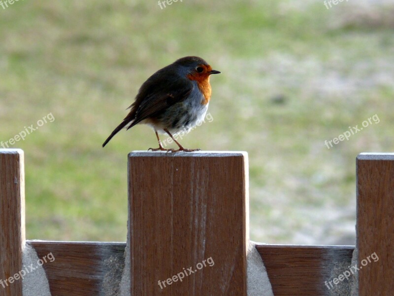 Robin Spring Bird Birds Free Photos