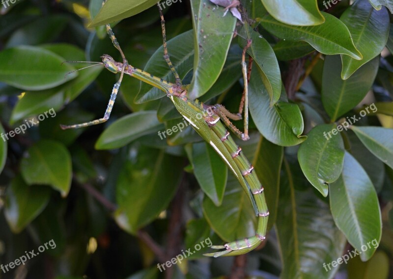 Phasmatodea Stick Insect Animals Bugs Animal