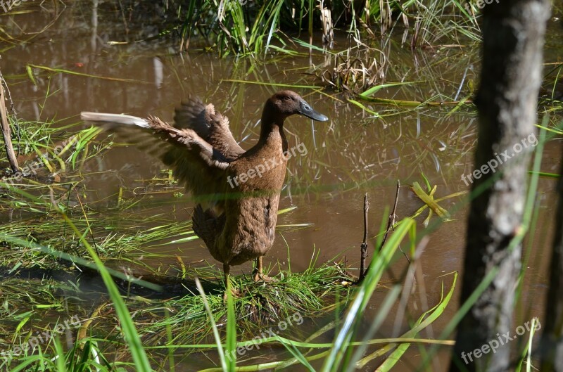 Duck Flapping Wings Ducks Animal Nature