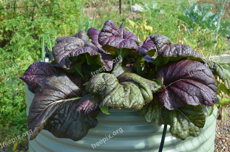 Mustard Food Plant Mustard Plant Leaves