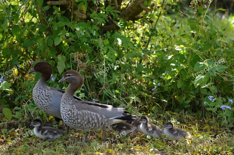 Ducklings Duck Babies Duckling Nature