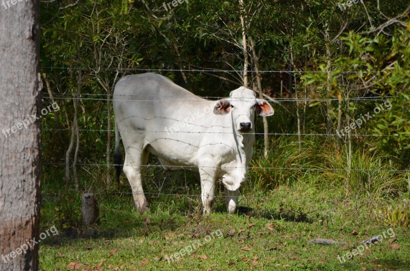 Steer Cattle Cow Rural Steers