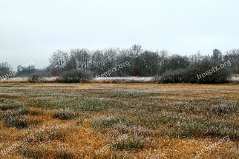 Autumn Winter Frost Reed Grass