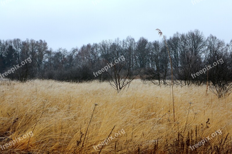 Autumn Winter Frost Reed Grass