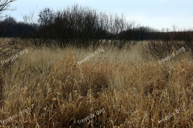 Autumn Reed Grass Bush Bushes