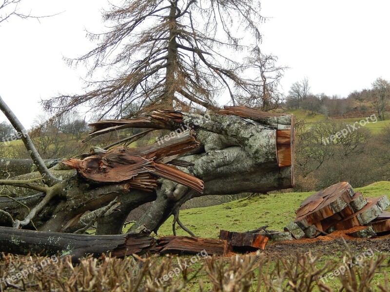 Fallen Tree Hurricane Damage Bird In Tree Secret