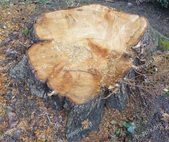 Tree Log Annual Rings Wood Sawed Off