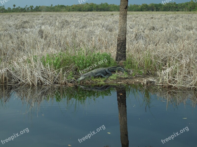 Alligator Everglades Crocodile Animal Hir