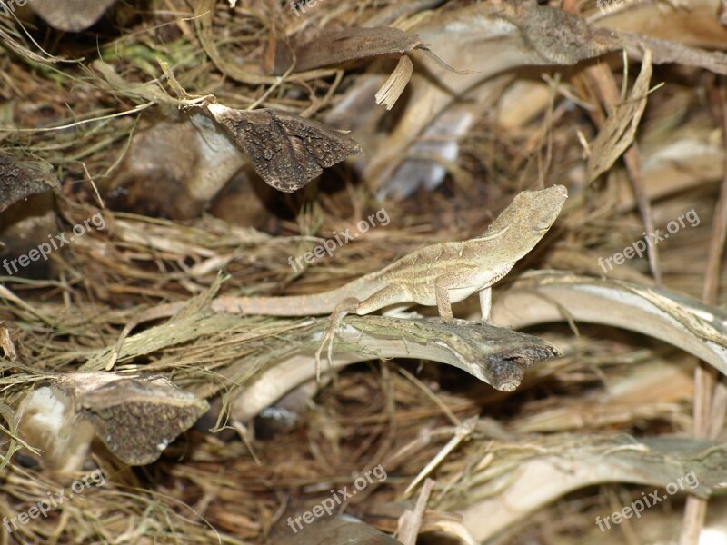 Reptile Iguana Lizard Free Photos