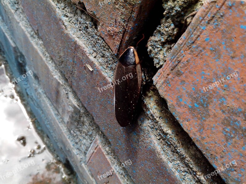 Insect Brick Deterioration Free Photos