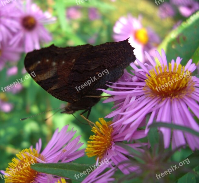 Butterfly Peacock Butterfly Wings Closed Herbstaster Flower