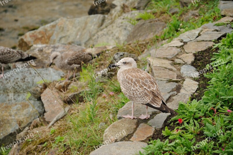 Ave Seagull Beach Sea Bird