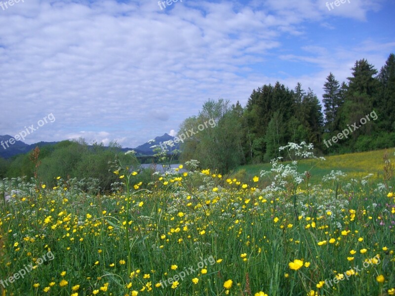 Flower Meadow Gruentensee Greened Flowers Yellow