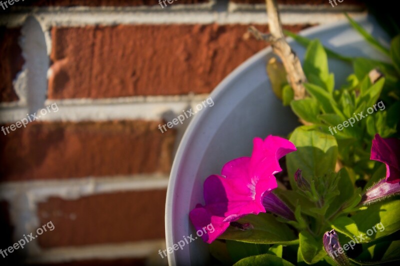 Brick Nature Flower Pink Flower Morning Glory