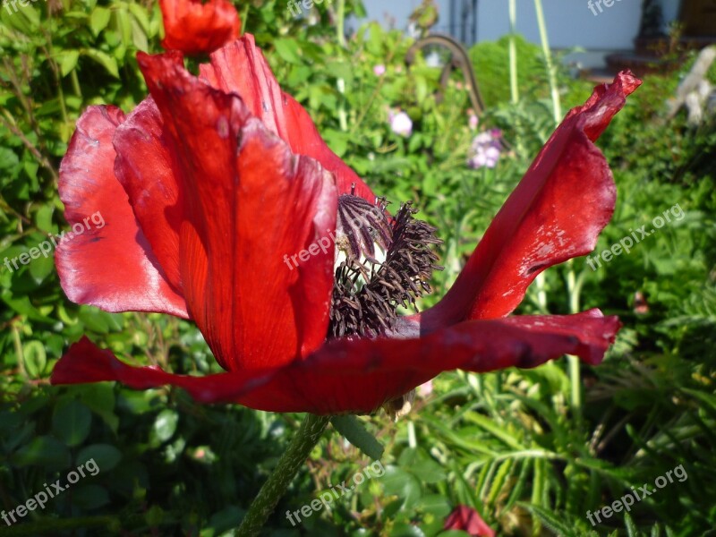 Poppy Blossom Bloom Mohngewaechs Garden